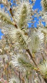 description french pussy willow salix caprea also called goat willow