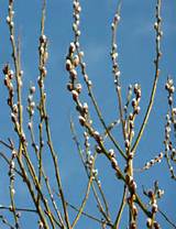 pussy-willow-catkins.jpg