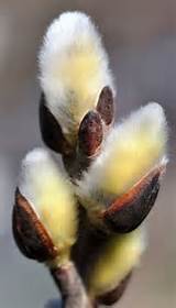 Pussy Willow Catkin