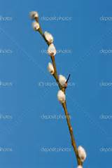 Branch of spring white pussy-willow - Stock Image