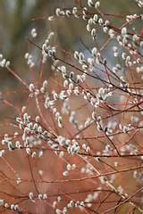 pussy willow | inspirations | Pinterest