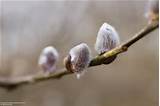 Goat willow - salix caprea (pussy willow)