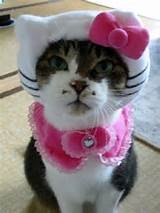 Hello Kitty cat