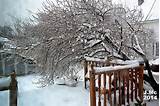 Our Frozen Pussy Willow Tree