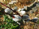 pussy willow branch