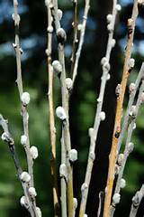 Pussy Willow Branches (Pack of 10)