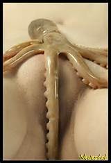 Octopussy