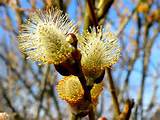 Pussy Willow Flowers
