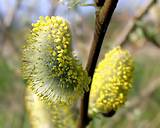 pussy willow catkin pussy willow catkin