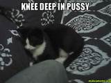 knee deep in pussy - | Make a Meme