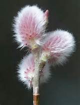 Salix chaenomeloides 'Mt. Asama' (Pink Pussy Willow)