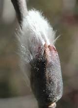 Pussy Willow - 29a) This is a close up view of the budding pussy ...