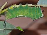 ... of puss moth cerura vinula a about 6cm long larva of puss moth cerura