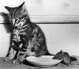 Tom and Jerry?