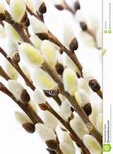 Pussy willows arranged on a brown twig.