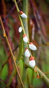 Pussy Willow by Karen Arnold