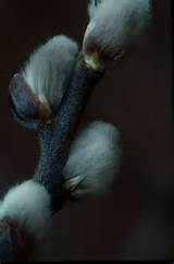 willow-pussy-willow-20-04-2006-1-14-41-pm-540x818