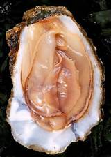 Oyster Pussy