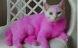 Cat dyed pink and dumped in garden. (FILE)