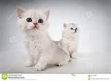 Persian Pussy Cats Stock Images - Image: 31347694