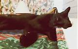 This is Edgar the cat. Watch out Edgar, 2 Live Crew wants YOU. You can ...