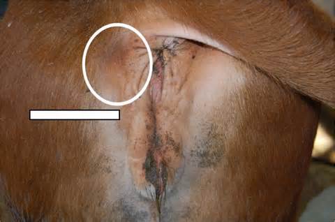 horse vagina