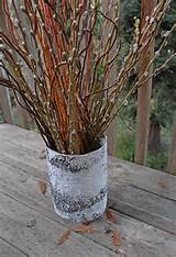 Pussy Willow Branches (Pack of 10)