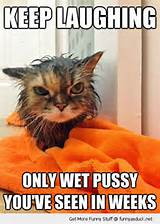 angry cute cat towel kitten animal wet pussy seen weeks funny pics ...