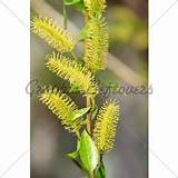 Pussy Willow Flower