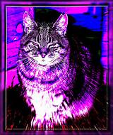 big purple pussy cat..