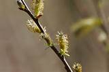 Pussy Willow (?)