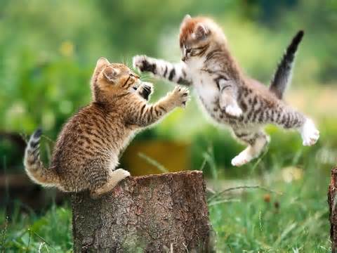 ALL DESKTOP'S WALLPAPERS: two pussy cats fighting wallpaer