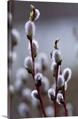 Close up of the flower of a pussy willow shrub in spring