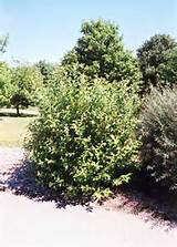 Pussy Willow (Salix discolor) at Connon Nurseries CBV