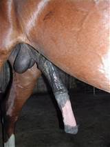 horse dick (horse_dick3.jpg, horse gallery)