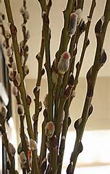 Pussy Willow branches