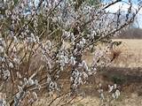 Salix chaenomeloides (Japanese pussy willow)