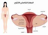 Ø§Ù† Ù…ØµØ¯Ø± Ù†Ø²ÙŠÙ Ù…Ø§ Ø¨Ø¹Ø¯ Ù…Ù…Ø§Ø±Ø³Ø© Ø§Ù„Ø¬Ù†Ø³ ÙŠÙ…ÙƒÙ† ...