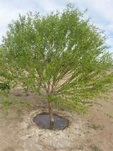 Help Identifying Tree Globe Willow Pruning/proper Care
