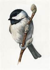 Chickadee and Pussy Willows Art Print by SaylorWolfWorks on Etsy, $4 ...