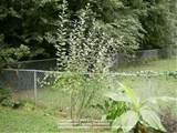 Photo of the entire plant of Pink Pussy Willow ( Salix caprea 'French ...