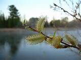 Pussy Willow Flowers Photograph