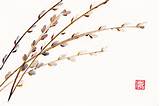 Pussy Willow Branches Original Chinese Brush Watercolor Painting