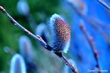 Pussy Willow | Love | Pinterest