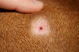 bump with hole in it-dog-009.jpg