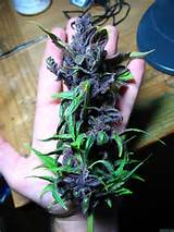 Weed marijuana purple photo