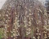 Salix caprea 'Pendula', Weeping Pussy Willow Tree.