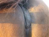 attaching a picture of my pregnant mare's vulva, which is quite ...