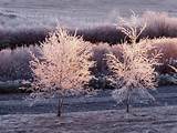 Paper Birch hoar frost