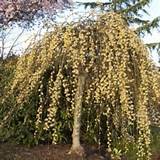 Weeping Pussy Willow